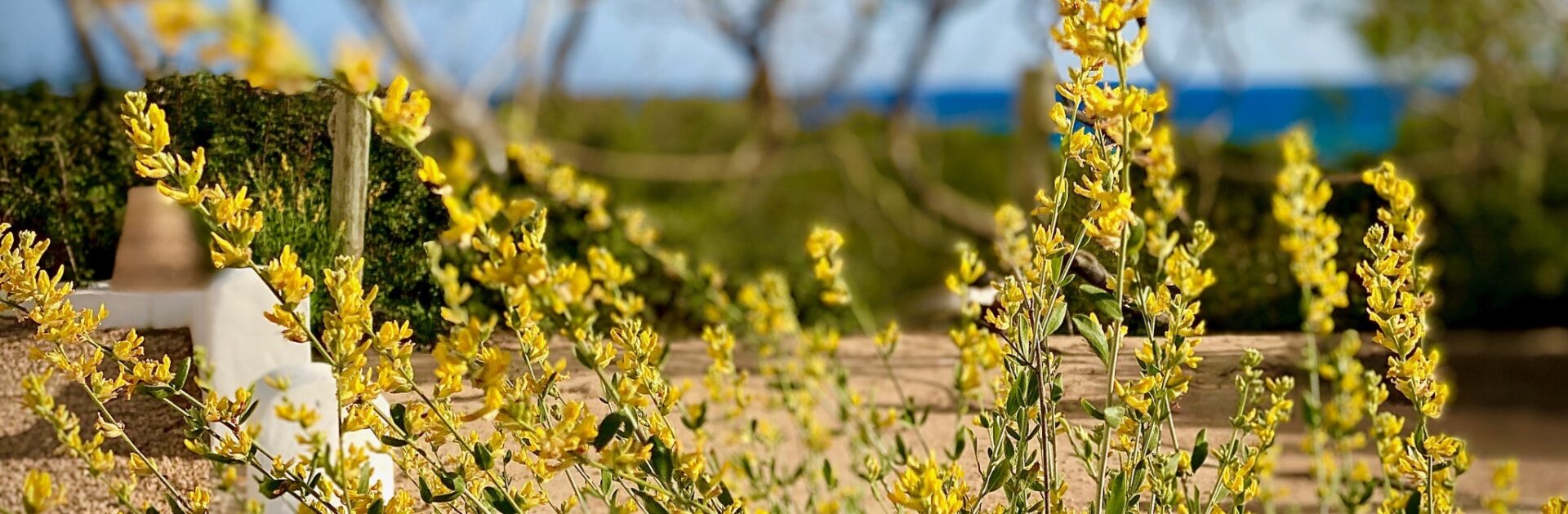 Trèfle Jaune à Formentera pendant le Printemps et à Pâques