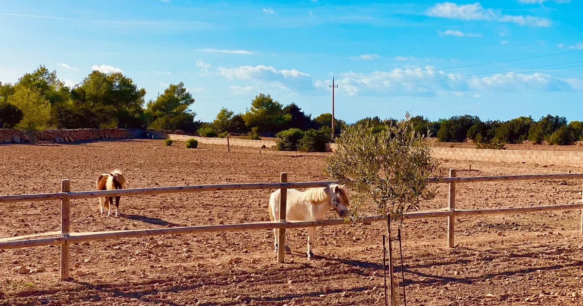 Rural landscape in Formentera with horses, farmland and olive tree under blue sky